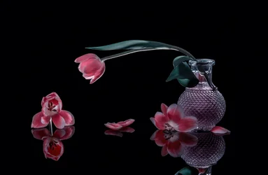 Elegantes túlipas cor-de-rosa