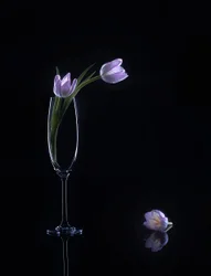Elegantes túlipas roxas