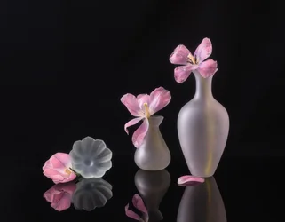 Túlipas cor-de-rosa a desvanecer