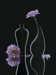 Serenos reflexos florais