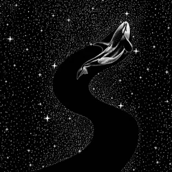 Orca entre as estrelas