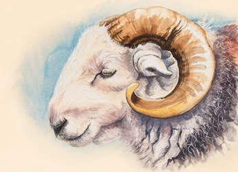 Um carneiro de Herdwick