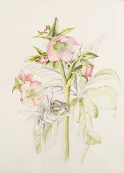 Hellebores