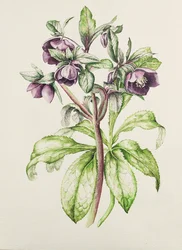 Helleborus Orientalis de Helen Ballard (flores roxas escuras)