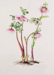 Rosa da Quaresma: Helleborus orientalis (aguarela)