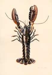 Lagosta de Solva, 2014, aguarela