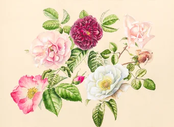 Rosas do jardim, 2020 (aguarela)