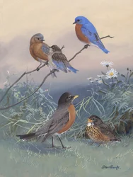 Bluebird, Robin, de Allan Brooks