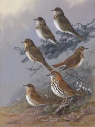 «Thrush», de Allan Brooks