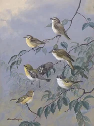 Vireos, de Allan Brooks