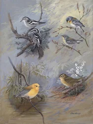 Warblers 002, de Allan Brooks