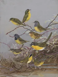 Warblers 003, de Allan Brooks