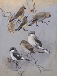 Waxwings, de Allan Brooks
