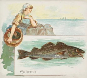 Bacalhau, da série Fish from American Waters N39 para Allen & Ginter Cigarettes, 1889.
