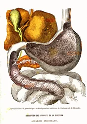Sistema Biliar e Pancreático - Vida Normal e Saúde por J. Rengade - Desenho de A. Demarle 1881