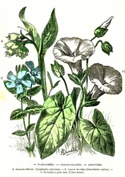 Borragiários, Convolvuláceos, Apócrifos: Criação Natural e Seres Vivos. Desenho de A. Demarle. 1885