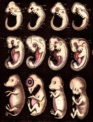 Embriões comparados de 4 vértebras 5 seres vivos): Da esquerda para a direita: porco, galinha, coelho, homem. Desenho de A. Demarle. 1885