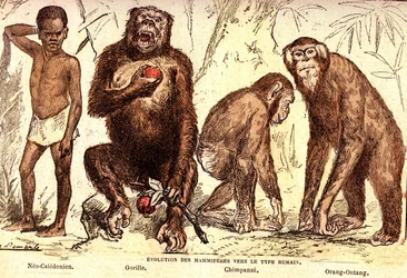 Evolução dos mamíferos até ao tipo humano: Criação Natural e Seres Vivos (De Jules Rengade). Desenho de A. Demarle. 1885