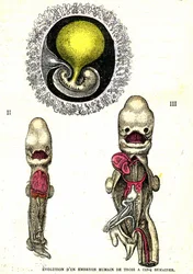 Evolução do embrião humano: Criação Natural e Seres Vivos (por Jules Rengade)