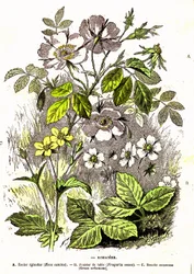 Rosáceas - Criação Natural e Seres Vivos: Desenho de A. Demarle. 1885