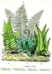 Fugas de Fogaça: Criação Natural e Seres Vivos. Desenho de A. Demarle. 1885