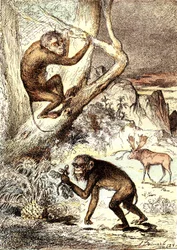 Os Macacos Catarinianos (Período Miocénico): Os Semnopitecos. A criação natural e os seres vivos de J. Rengade. Desenho de A. Demarle