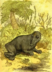 O Labyrinthodonte (Anfíbio): Anfíbio do período carbonífero. Criação Natural e Seres Vivos. Desenho de A. Demarle 1885