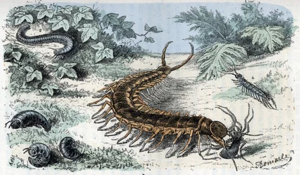 Prancha zoológica: insetos, miriápodes (centopeias ou milípedes), prancha zoológica: Myriapoda. Gravura de «O Homem e a Natureza», de Rengade