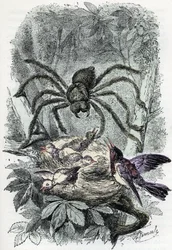 Carta zoológica: aracnídeo, mialha avicular surpreendendo um ninho de mosca-pássaro (placa zoológica: aracnídeo, Avicularia) Gravura de "Homem e Natureza" de Rengade