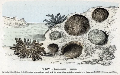 Carta zoológica: equinodermes, ouriços-do-mar (placa zoológica: equinodermes, ouriços-do-mar) Gravação de "L