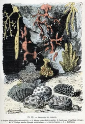 Carta zoológica: esponjas e corais (gorgone, bebryce, coral, esponjas, luva de neptuno (placa zoológica: esponjas e corais) Gravação de "L