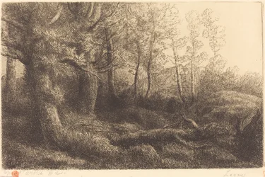 Na Floresta Lisiere de foret.