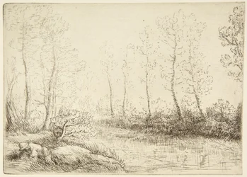 As bétulas