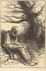 Old man, Old Tree (Velho, velha árvore)