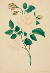 Rosa de Damasco (aguarela)