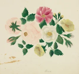 Rosas de junho (aguarela)