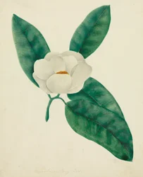 Magnólia (aguarela)