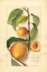 Pêssegos (Prunus persica) (aguarela)