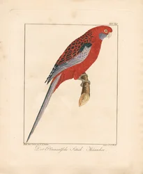 Crimson Rosella, macho (litografia colorida à mão)