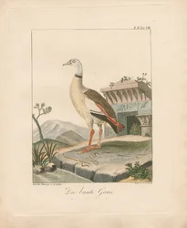 Ganso do Egito (litografia colorida à mão)
