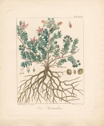 O amieiro (litografia colorida à mão)