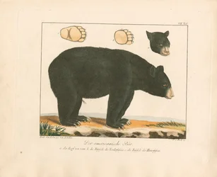 O Urso Americano (gravura em cobre colorida à mão)