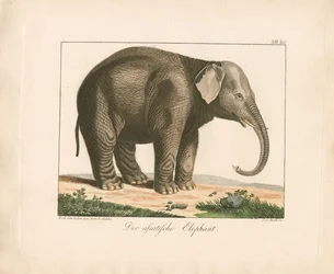 O elefante asiático (gravura a cores)
