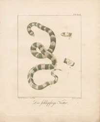A serpente da erva (litografia colorida à mão)