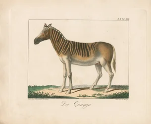 O Quagga (litografia colorida à mão)
