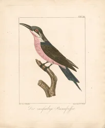 O abelharuco bicolor (litografia colorida à mão)