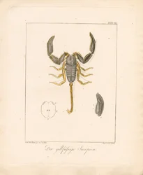 O escorpião de patas amarelas (gravura em chapa de cobre colorida à mão)