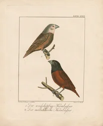 Bico-grossudo-de-cabeça-branca e bico-grossudo-de-malaca (litografia colorida à mão)