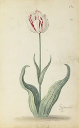 Tulipa "Speramondi", de um álbum de flores, c.1640