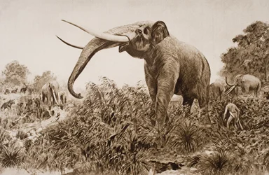 O elefante de Chatham, ilustração de "O esboço da história" por HG Wells, Volume I, publicado em 1920 (lito)